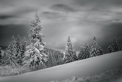 白雪覆盖的山和树的灰度照片